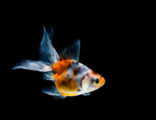 Goldfisch isoliert auf einem dunklen schwarzen Hintergrund