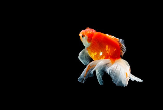 Goldfisch isoliert auf einer dunkelschwarzen Oberfläche