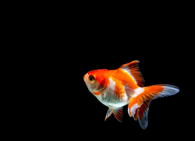 Goldfisch lokalisiert auf einem dunklen schwarzen Hintergrund