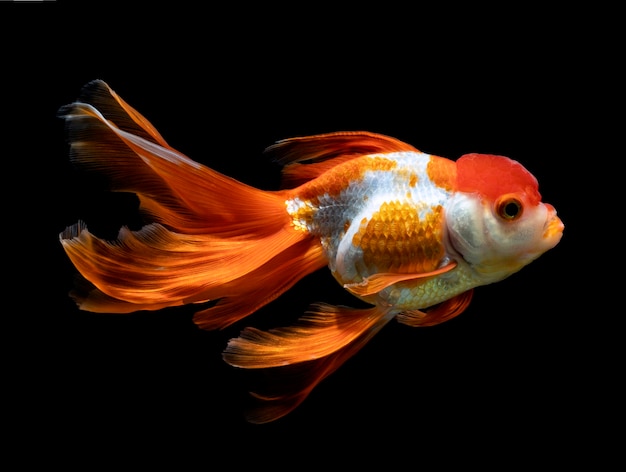 Goldfisch lokalisiert auf einem dunklen schwarzen Hintergrund