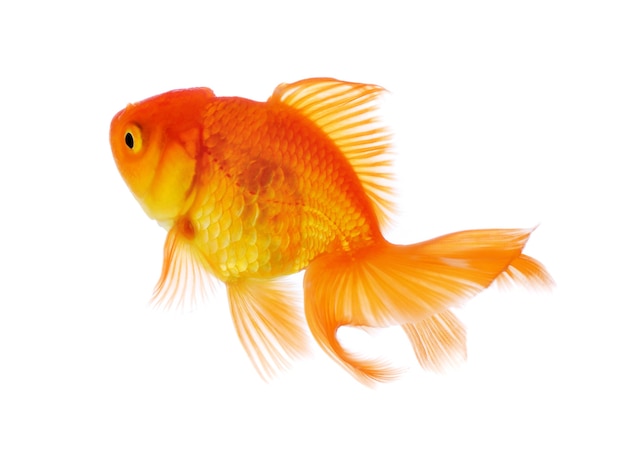 Goldfisch lokalisiert auf weißem Hintergrund.