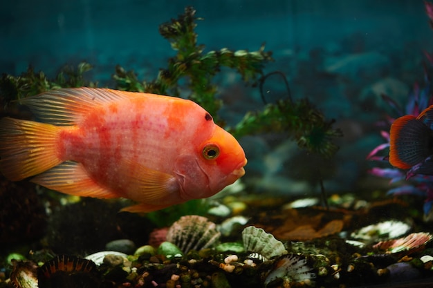 Goldfisch schwimmt in einem Aquarium