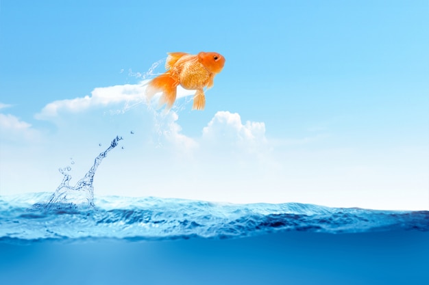 Goldfisch springt aus dem Wasser