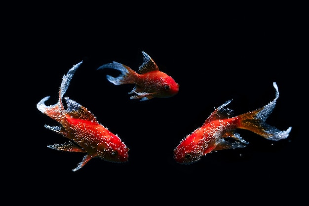 Goldfische schwimmen auf schwarzem Hintergrund