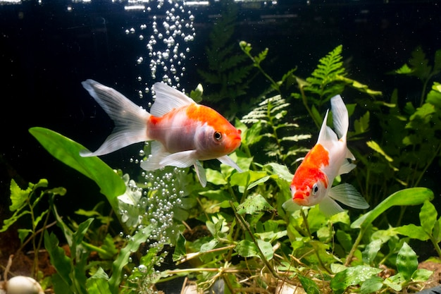 Goldfische schwimmen im Aquarium