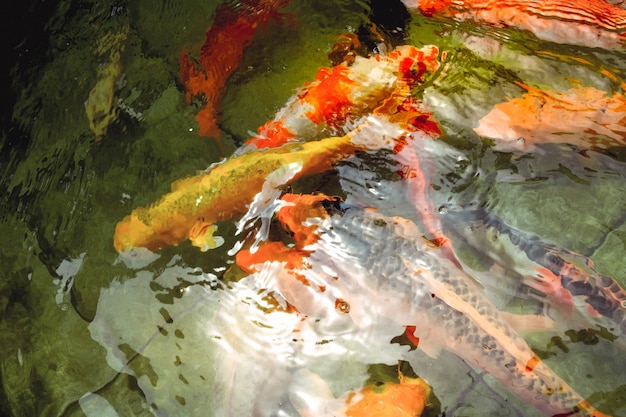 Goldfische schwimmen im klaren Pool