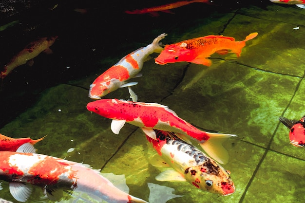 Goldfische schwimmen im klaren Pool