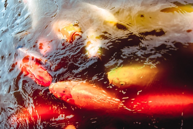 Goldfische schwimmen im Pool vor einem Hintergrund von orangefarbenem Wasser