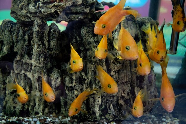 Goldfish en el acuario Naturaleza Agua