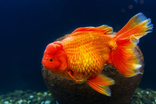 Goldfish en acuario con plantas verdes