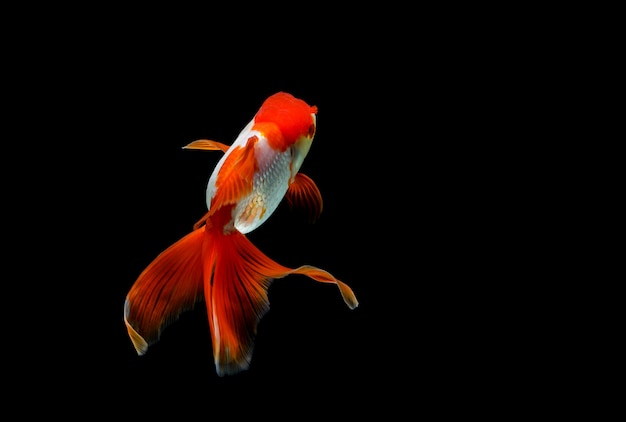 Goldfish aislado en un espacio negro oscuro