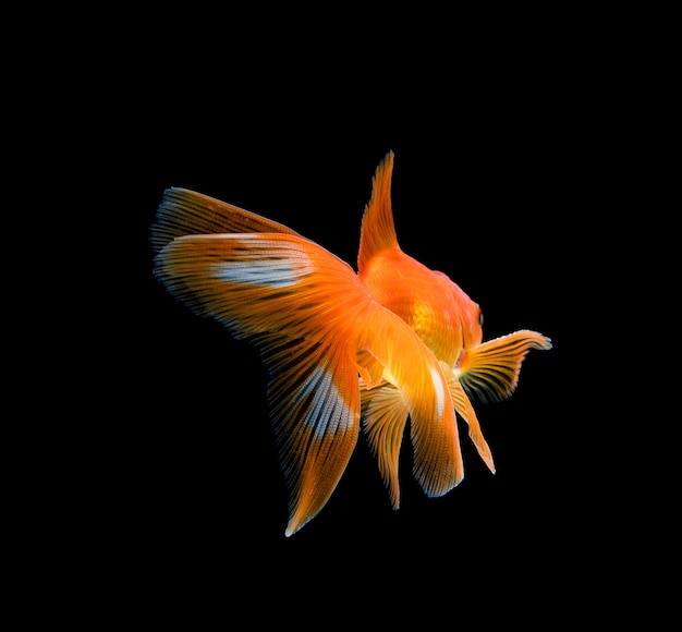 Goldfish aislado en un espacio negro oscuro