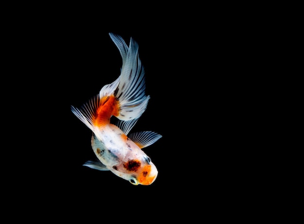 Goldfish aislado en un fondo negro oscuro