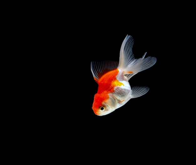 Goldfish aislado en fondo negro