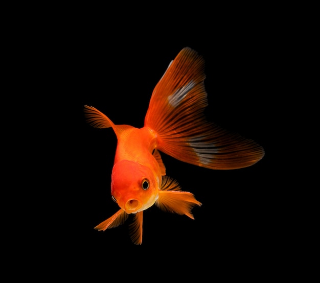 Goldfish aislado en un negro oscuro