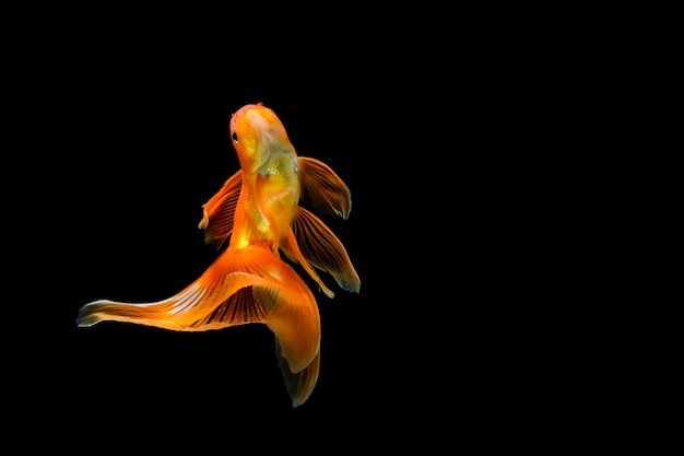 Goldfish aislado en un negro oscuro.