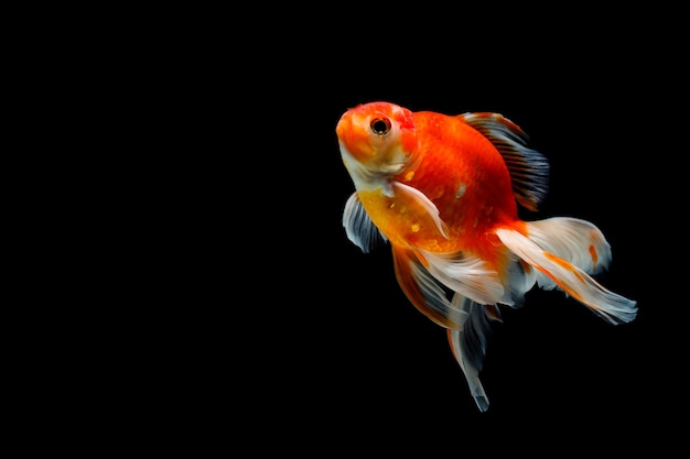 Goldfish aislado en un negro oscuro