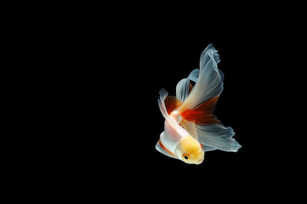 Goldfish aislado sobre un fondo negro oscuro