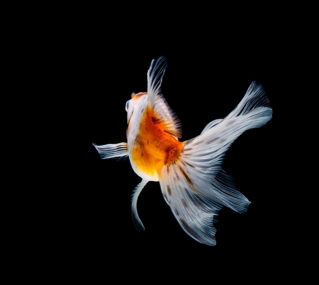 Goldfish aislado sobre un fondo negro oscuro