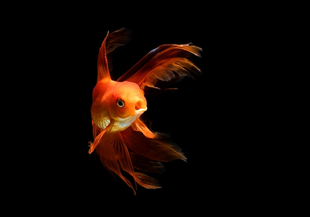 Goldfish aislado sobre un fondo negro oscuro