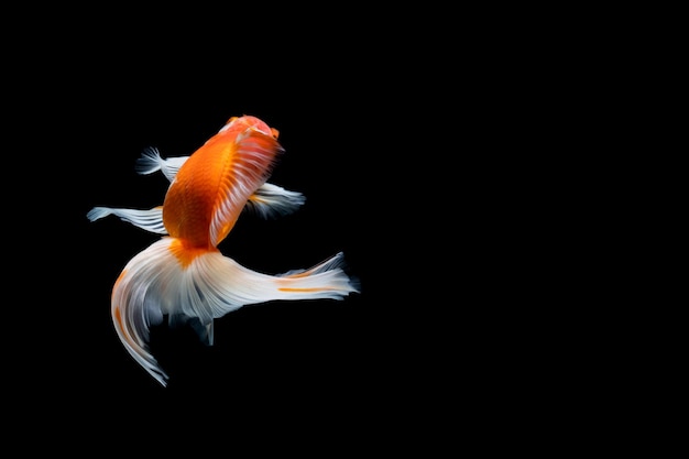 Goldfish aislado sobre un fondo negro oscuro