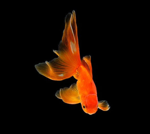 Goldfish aislado en una superficie negra oscura