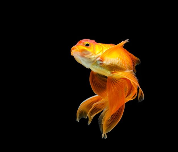 Foto goldfish aislado en una superficie negra oscura