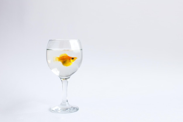 Goldfish allein schwimmt in einem Glasweinglas