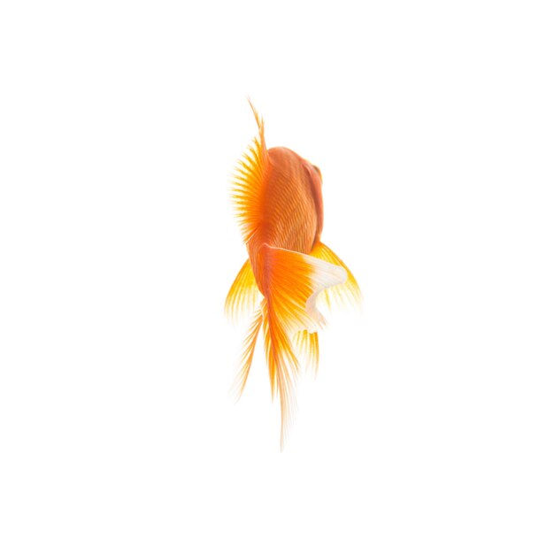 Goldfish desde atrás