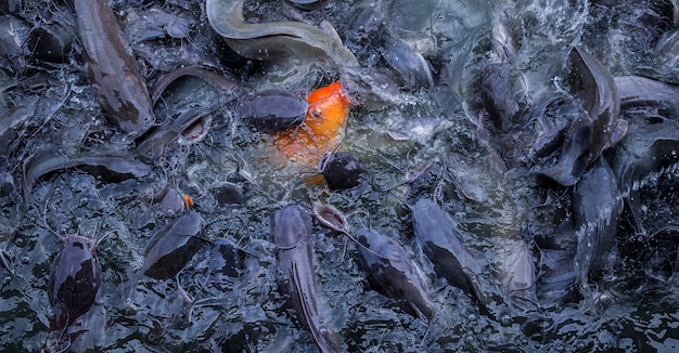 Foto goldfish essen mit einem anderen fisch