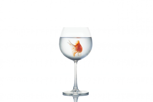 Goldfish flotando en una copa de vino en blanco