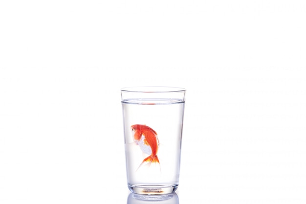 Goldfish flotando en un vaso de agua en blanco