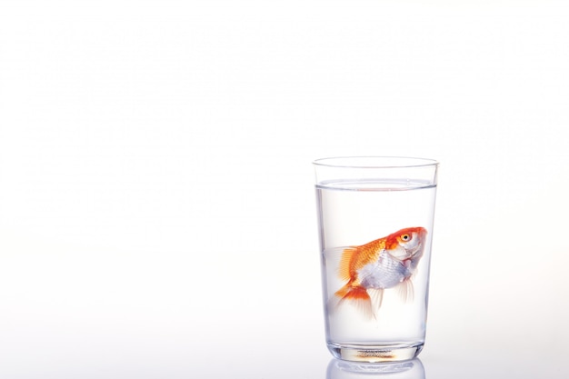 Goldfish flotando en un vaso de agua en blanco