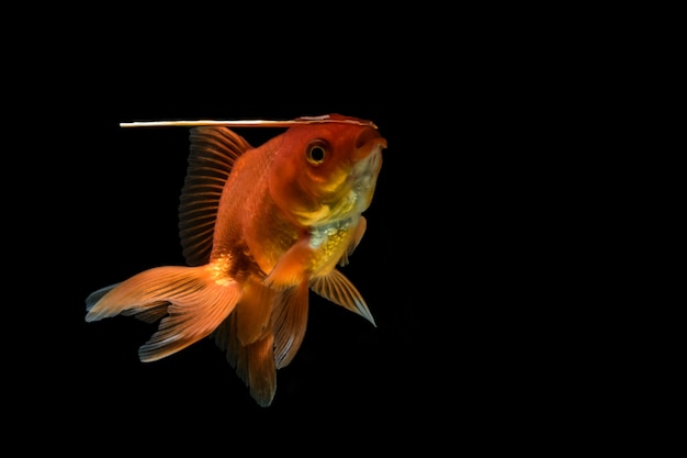 Goldfish en el fondo negro