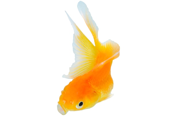 Goldfish frente a un fondo blanco solo animal goldfish aislado sobre fondo blanco Postura de natación