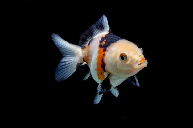 Goldfish de lujo tricolor sobre fondo negro