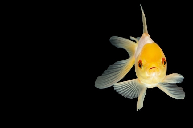 Goldfish Makro weißer Kopf