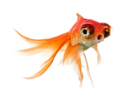 Foto goldfish nadando islolated en blanco