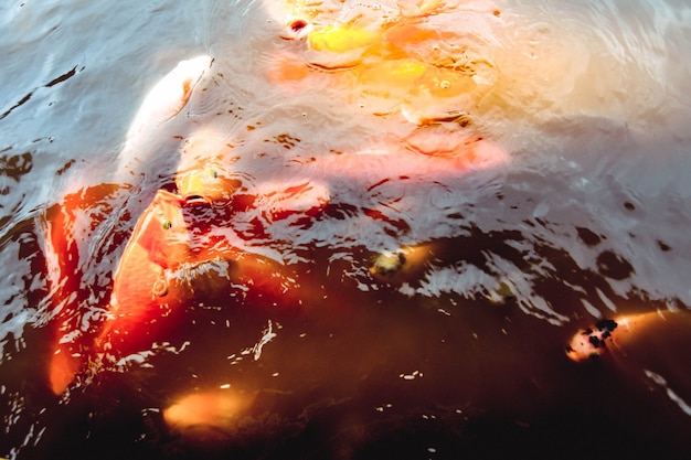 Goldfish nadar en la piscina con un fondo de agua naranja