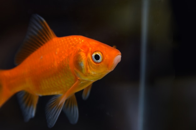 Goldfish natación