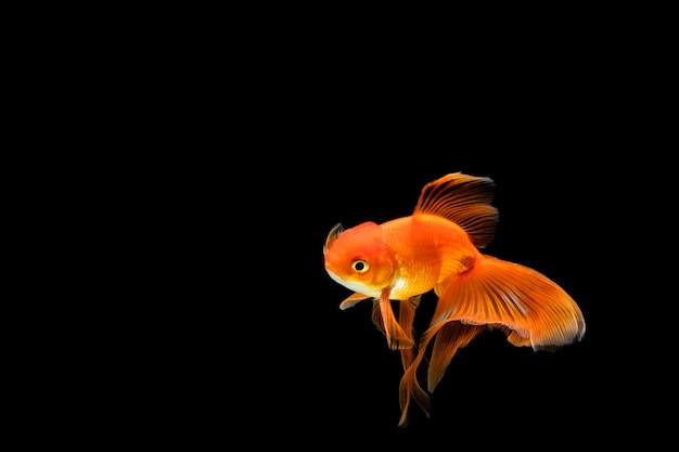 Goldfish en negro