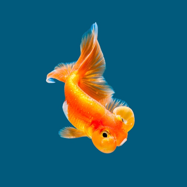 Foto goldfish