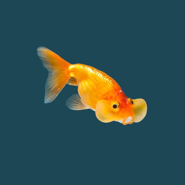 goldfish