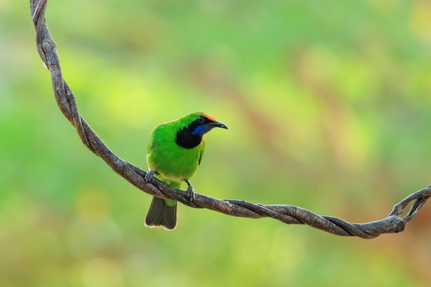 Goldfront-Blattvogel Chloropsis aurifrons Kaeng Krachan Nationalpark Phetchaburi Thailand