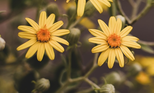 Goldgelbe Blume Euryops pectinatus im Garten mit Sonnenlicht