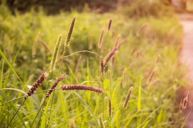 Goldgrasfeld mit Sonnenlicht