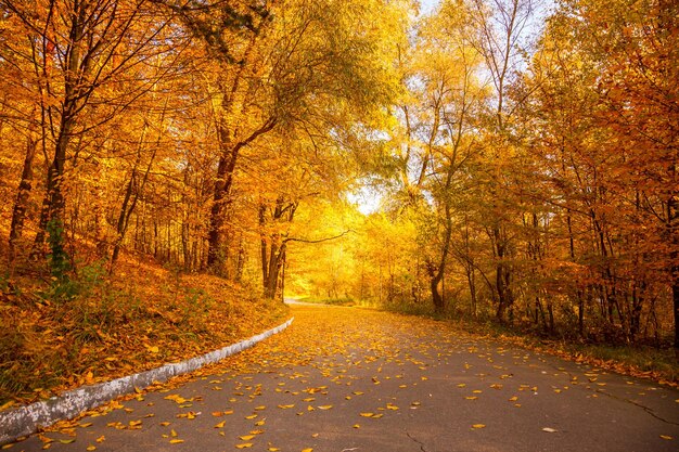 Goldherbst im Stadtpark Gelbe Bäume und Gasse