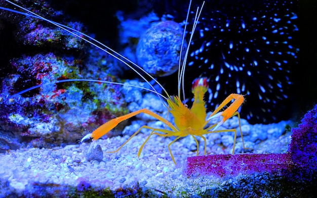 Goldkorallen Mittelmeer-Boxergarnelen - Stenopus spinosus