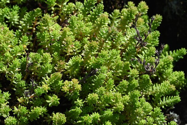 Foto goldmoss-steinpflanze sedum-hektar, die auf einer waldlücke wächst