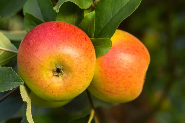 Goldparmane - el rey de los pippins - manzana